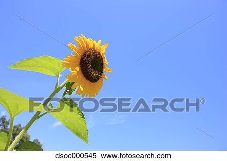 Sunflower View Large Photo Image Stock Photography - Sunflower. Fotosearch