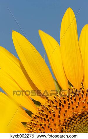 Sunflower View Large Photo Image Stock Photography - Sunflower. Fotosearch