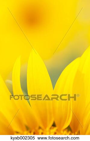 Sunflower View Large Photo Image Stock Photography - Sunflower. Fotosearch