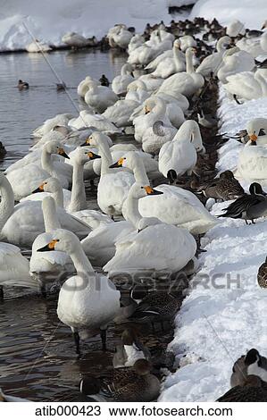 Swans View Large Photo Image Stock Image - Swans. Fotosearch