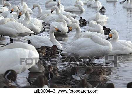 Swans View Large Photo Image Stock Image - Swans. Fotosearch