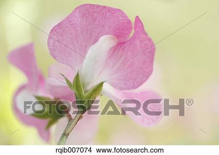 Sweet pea flower View Large Photo Image Picture - Sweet pea flower. Fotosearch