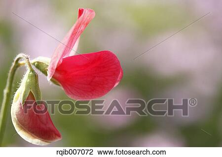 Sweet pea flower View Large Photo Image Stock Image - Sweet pea flower. Fotosearch