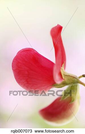 Stock Image - Sweet pea flower. Fotosearch