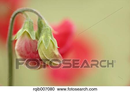 Sweet pea flower View Large Photo Image Stock Image - Sweet pea flower. Fotosearch