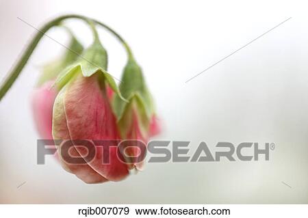 Sweet pea flowers View Large Photo Image Stock Photo - Sweet pea flowers. Fotosearch