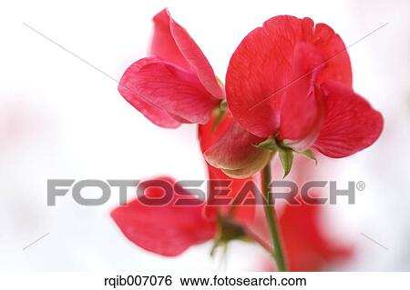 Sweet pea flowers View Large Photo Image Stock Photograph - Sweet pea flowers. Fotosearch