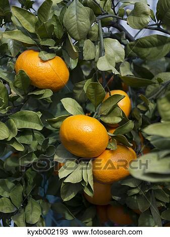 Stock Image - Tangerines. Fotosearch