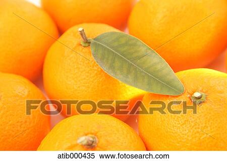 Tangerines View Large Photo Image Stock Photography - Tangerines. Fotosearch
