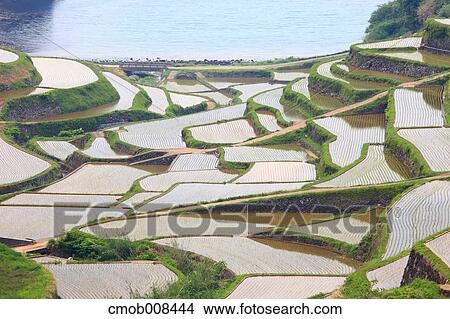 Terraced Rice Field, Japan View Large Photo Image Picture - Terraced Rice Field, Japan. Fotosearch