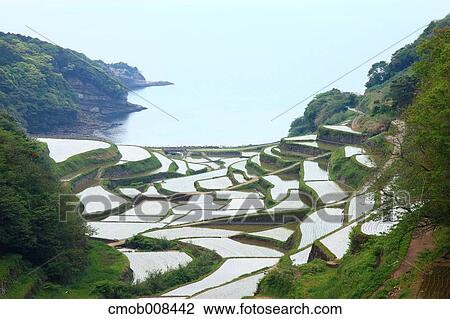 Stock Image - Terraced Rice Field, Japan. Fotosearch