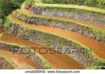 Terraced Rice Field, Japan View Large Photo Image Stock Image - Terraced Rice Field, Japan. Fotosearch