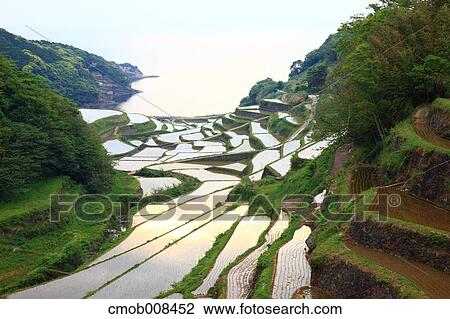 Terraced Rice Field, Japan View Large Photo Image Stock Image - Terraced Rice Field, Japan. Fotosearch