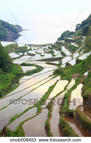 Terraced Rice Field, Japan View Large Photo Image Stock Image - Terraced Rice Field, Japan. Fotosearch