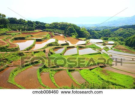 Terraced Rice Field, Japan View Large Photo Image Stock Image - Terraced Rice Field, Japan. Fotosearch