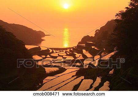 Terraced Rice Field, Japan View Large Photo Image Stock Image - Terraced Rice Field, Japan. Fotosearch
