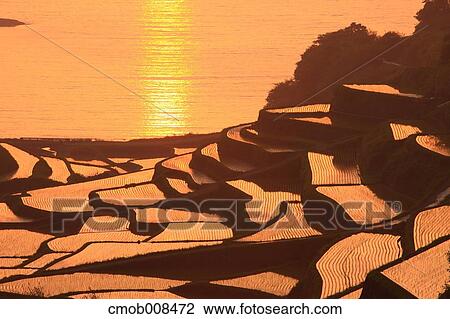 Terraced Rice Field, Japan View Large Photo Image Stock Image - Terraced Rice Field, Japan. Fotosearch