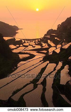 Stock Image - Terraced Rice Field, Japan. Fotosearch