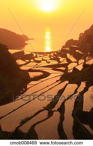 Terraced Rice Field, Japan View Large Photo Image Stock Photo - Terraced Rice Field, Japan. Fotosearch