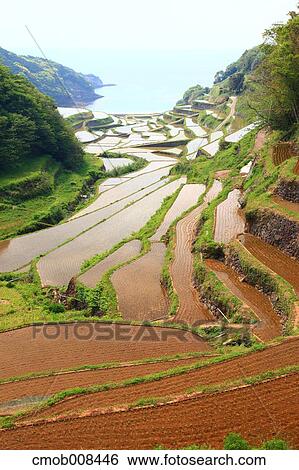 Terraced Rice Field, Japan View Large Photo Image Stock Photograph - Terraced Rice Field, Japan. Fotosearch