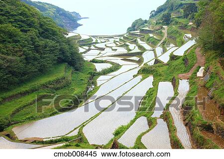 Terraced Rice Field, Japan View Large Photo Image Stock Photography - Terraced Rice Field, Japan. Fotosearch