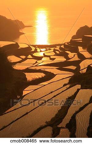 Stock Photography - Terraced Rice Field, Japan. Fotosearch