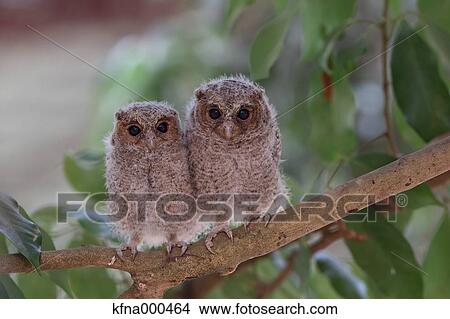 Picture - Thailand. Fotosearch