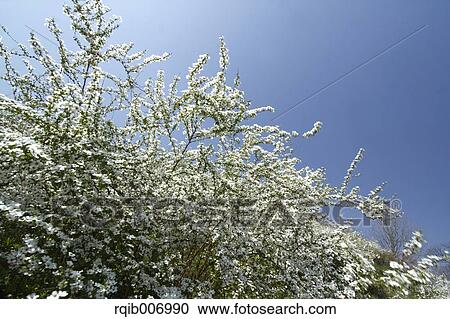 Stock Image - Thunberg Meadowsweet. Fotosearch