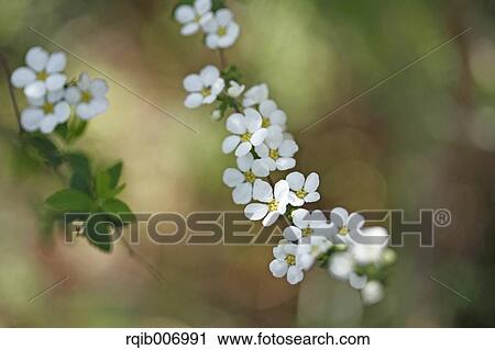 Stock Image - Thunberg Meadowsweet. Fotosearch