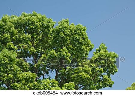 Tree and blue sky View Large Photo Image Picture - Tree and blue sky. Fotosearch