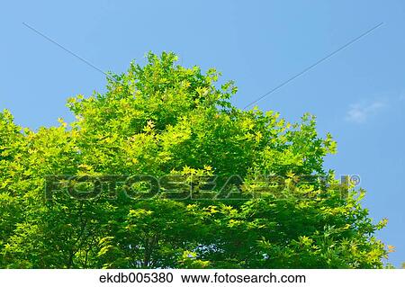 Stock Image - Tree and blue sky. Fotosearch