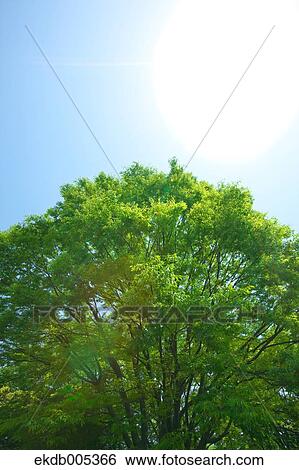 Tree and blue sky View Large Photo Image Stock Photograph - Tree and blue sky. Fotosearch