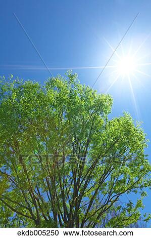 Tree and sky View Large Photo Image Stock Image - Tree and sky. Fotosearch