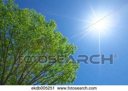 Tree and sky View Large Photo Image Stock Image - Tree and sky. Fotosearch