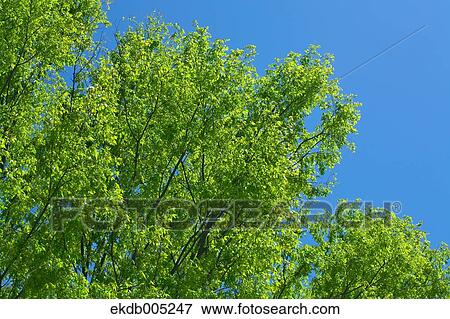Stock Photo - Tree and sky. Fotosearch