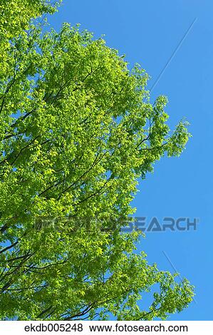 Tree and sky View Large Photo Image Stock Photo - Tree and sky. Fotosearch