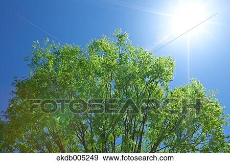 Tree and sky View Large Photo Image Stock Photo - Tree and sky. Fotosearch