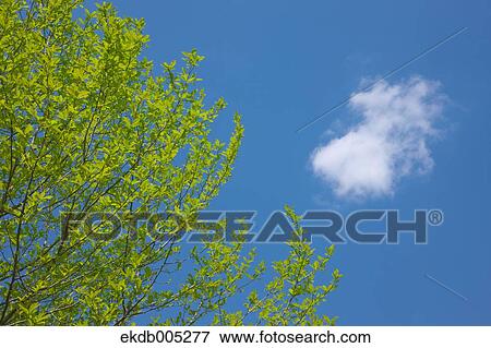 Tree and sky View Large Photo Image Stock Photo - Tree and sky. Fotosearch