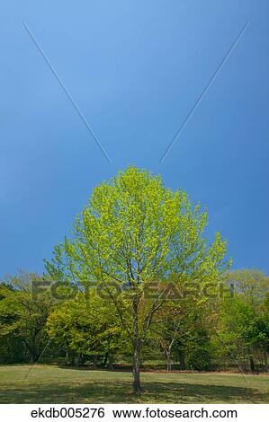 Tree and sky View Large Photo Image Stock Photograph - Tree and sky. Fotosearch