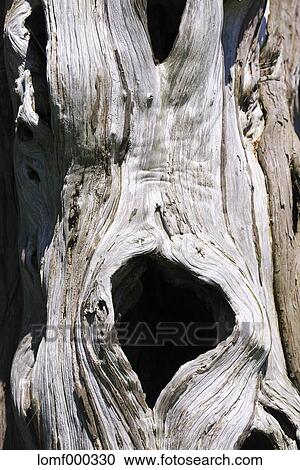 Stock Image - Tree trunk. Fotosearch
