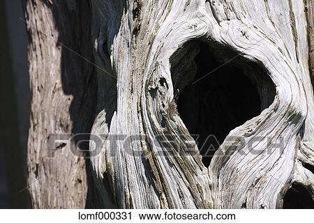 Tree trunk View Large Photo Image Stock Image - Tree trunk. Fotosearch