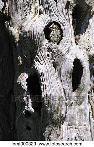 Tree trunk View Large Photo Image Stock Photo - Tree trunk. Fotosearch