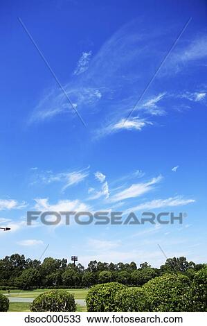 Trees and blue sky View Large Photo Image Stock Image - Trees and blue sky. Fotosearch