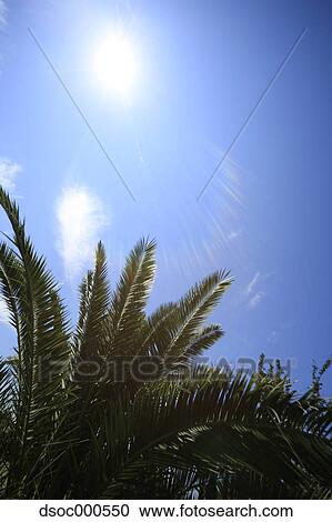 Trees and blue sky View Large Photo Image Stock Image - Trees and blue sky. Fotosearch