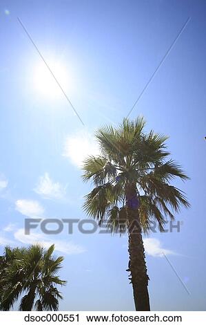 Trees and blue sky View Large Photo Image Stock Image - Trees and blue sky. Fotosearch
