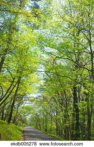 Trees and green leaves View Large Photo Image Stock Photo - Trees and green leaves. Fotosearch