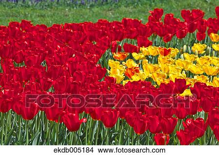 Tulip field View Large Photo Image Picture - Tulip field. Fotosearch