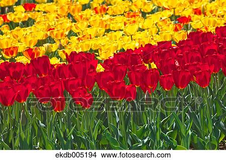 Tulip field View Large Photo Image Picture - Tulip field. Fotosearch