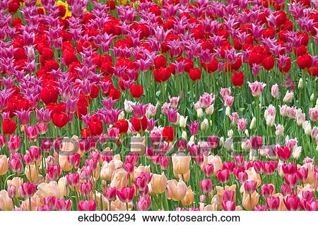 Picture - Tulip field. Fotosearch