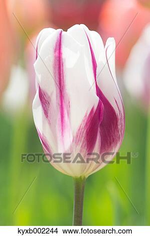 Picture - Tulip field. Fotosearch